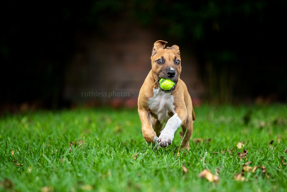 red amstaff puppy running with small kong tennis ball in mouth