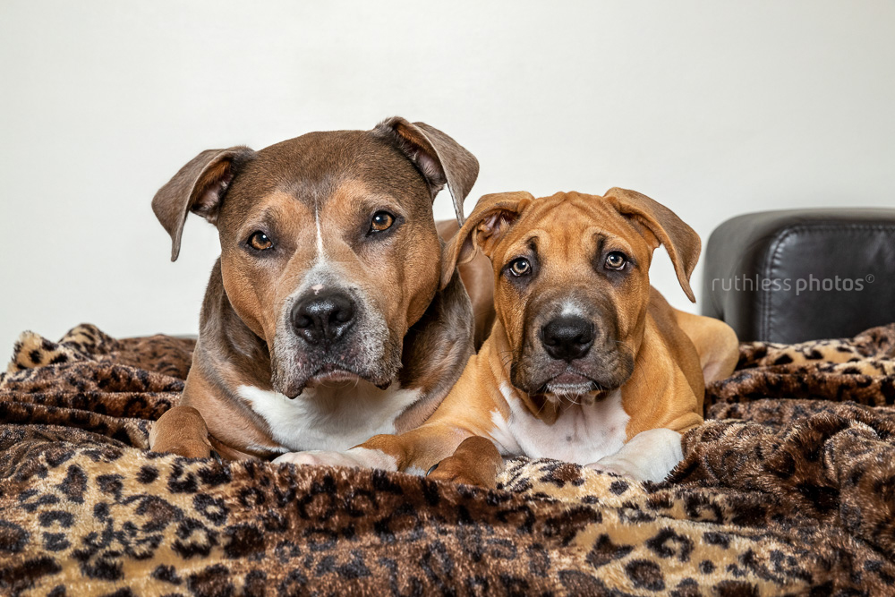 senior pit bull type dog with puppy on leopard blanket