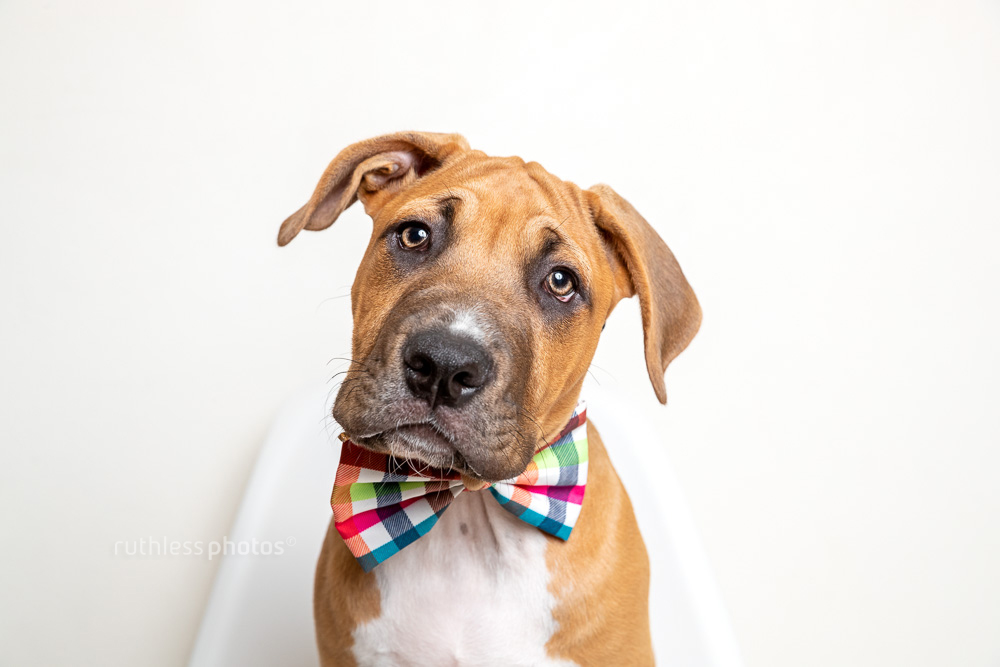 pit bull puppy wearing bowtie with head tilted
