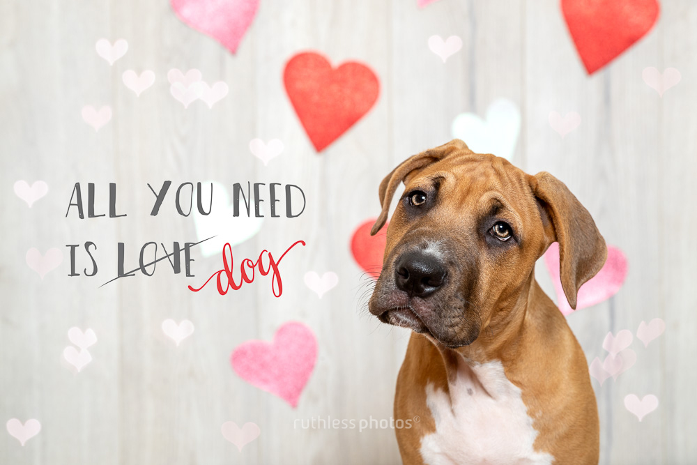 all you need is dog love valentines day puppy