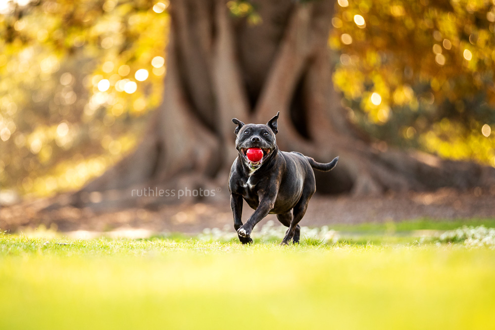 black staffy running in park with red ball
