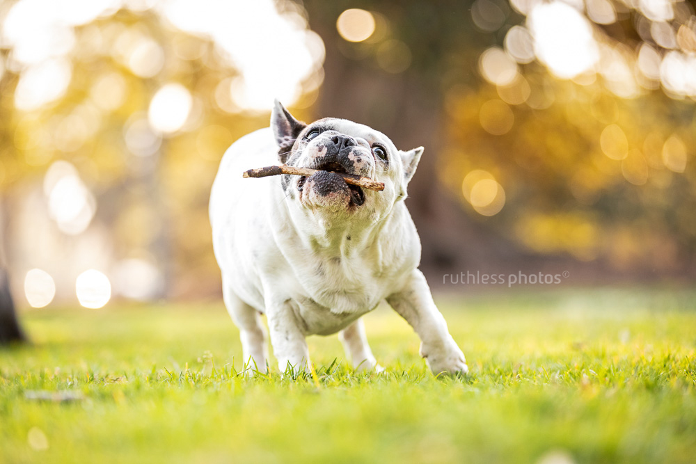 white pied french bulldog chewing on stick at park