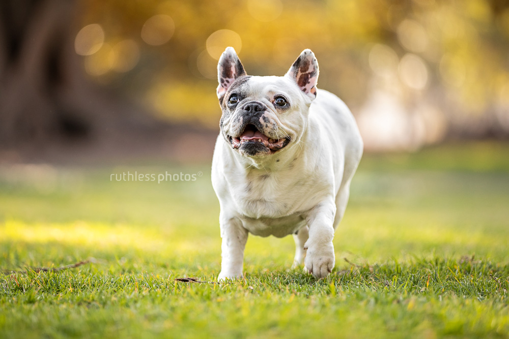 white pied french bulldog waiting for stick to be thrown