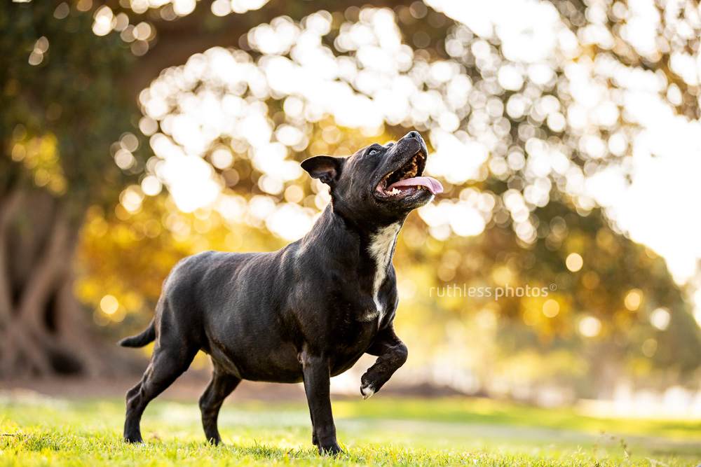 black staffy waiting for ball to be thrown with paw raised
