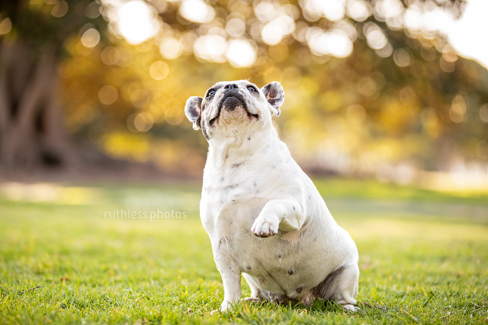 white pied french bulldog sitting in park looking up with paw raised