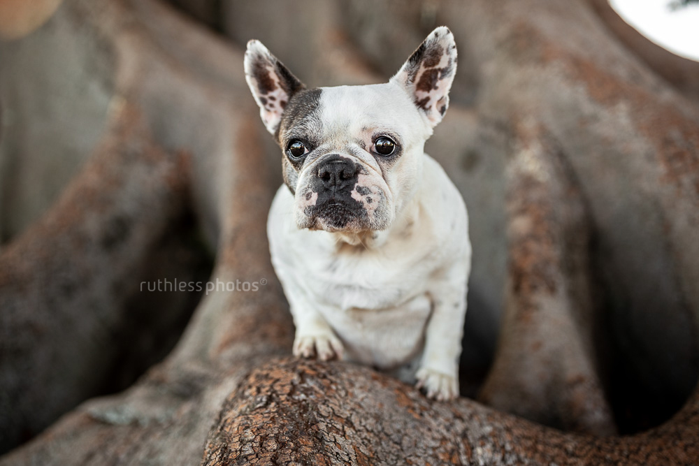 worried pied frenchie standing in roots of big tree