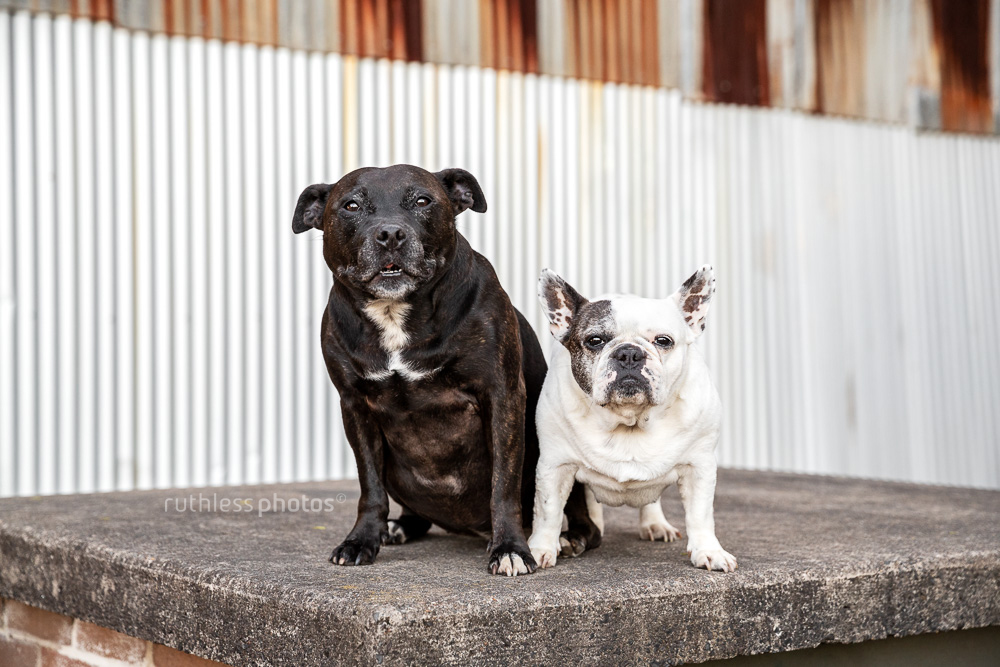 black staffie and white bulldog sitting in front of rusty fence