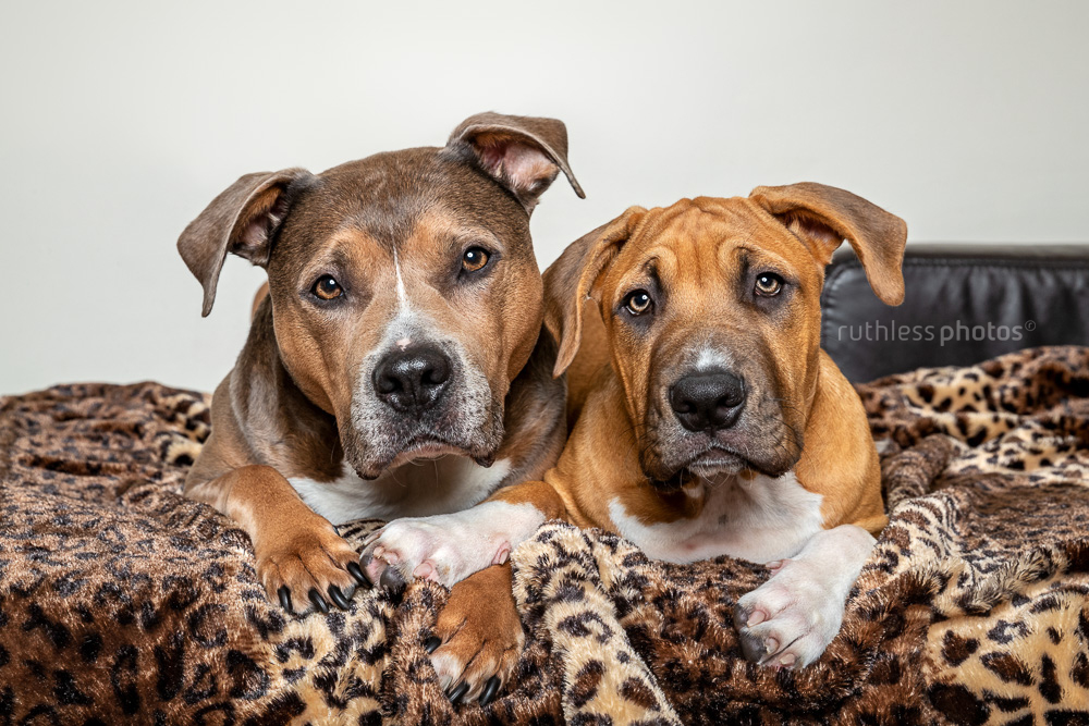 senior pit bull type dog with puppy on leopard blanket month three