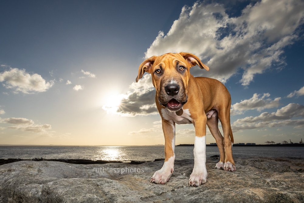 red pit bull type puppy standing on rocks at sunset