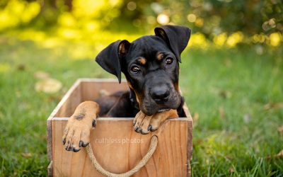 Adopt Me 01.19 – Rescue Dog Photography