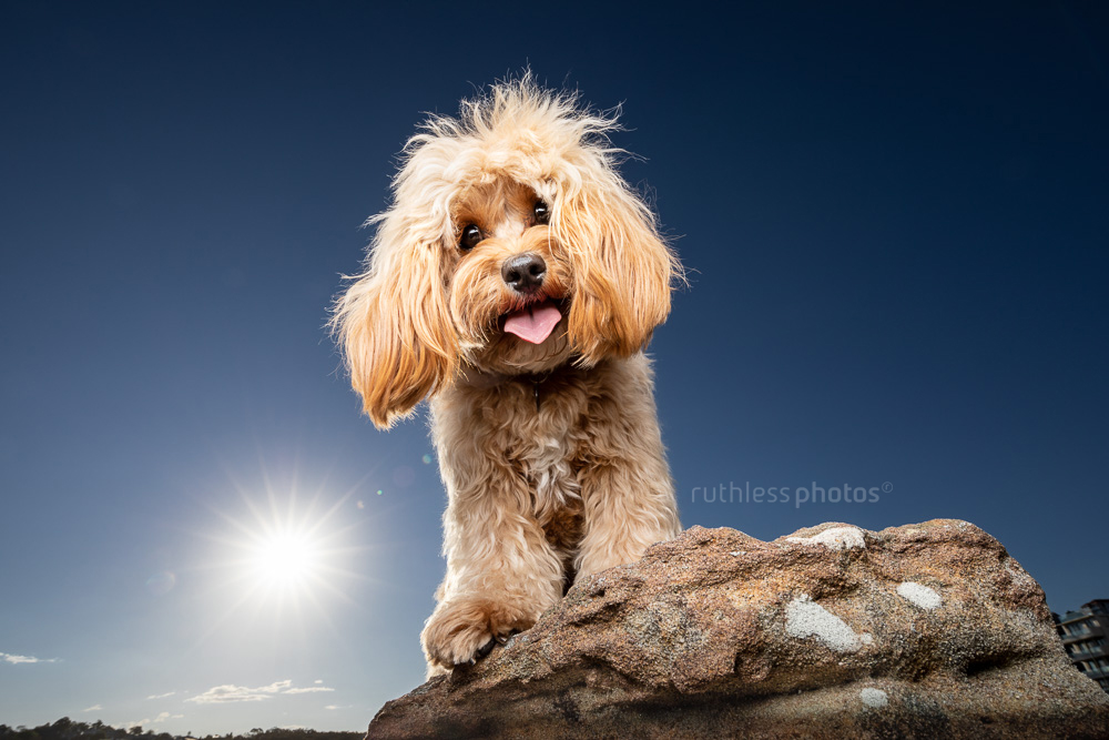 happy cavoodle standing on a rock against big blue sky with sun shining