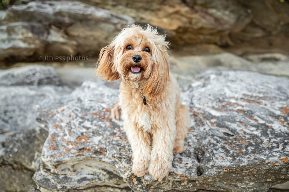 happy cavoodle standing on a rock looking up at camera smiling
