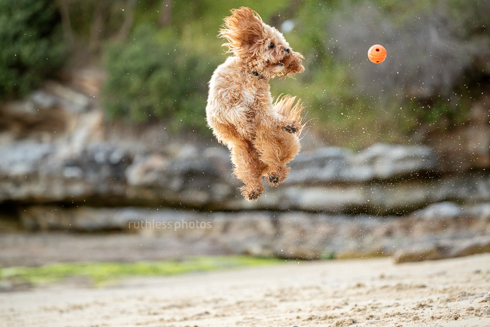 little oodle dog jumping for orange ball on beach