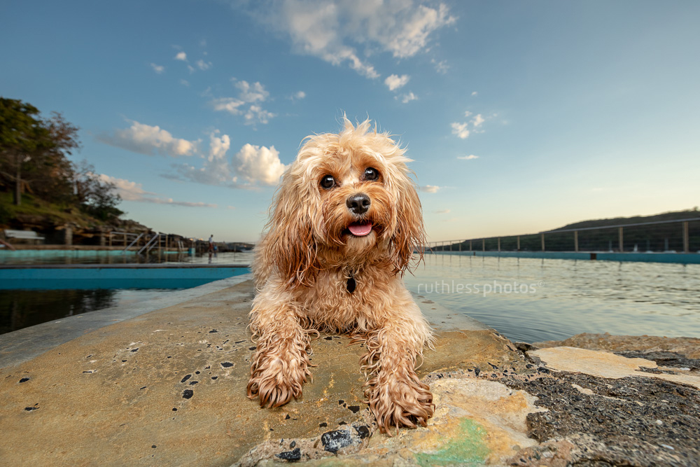 cute oodle dog lying on rock at ocean pool with head tilt