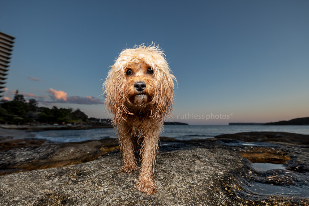 cute oodle dog standing on rock at sunset