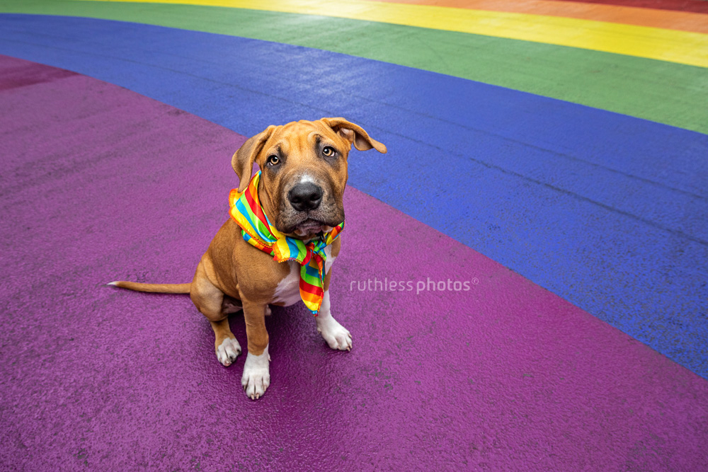 red pit bull type puppy sitting at rainbow crossing at mardi gras