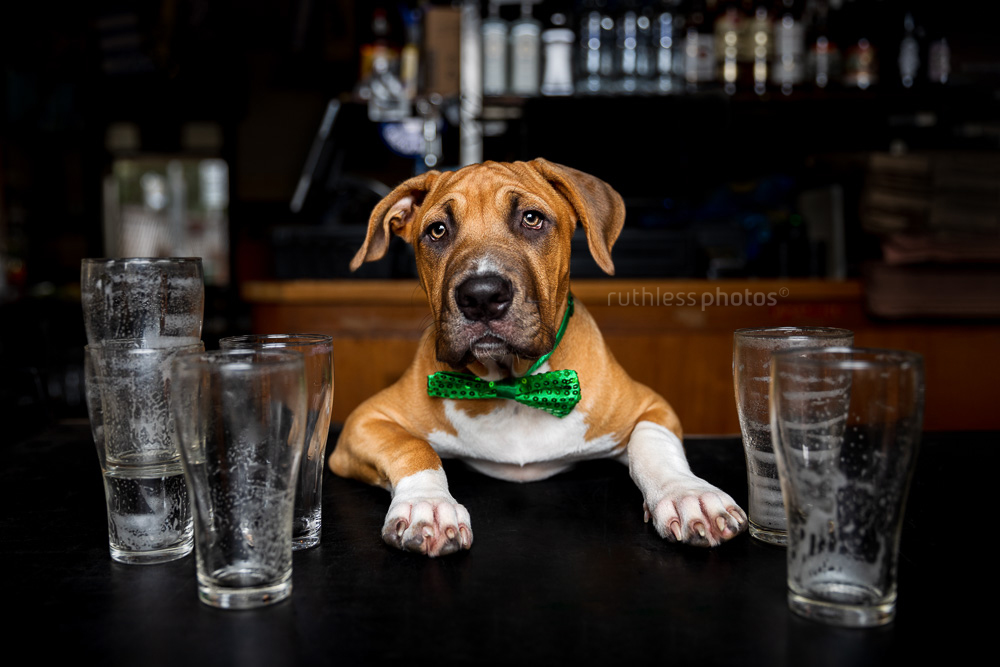 red pit bull type puppy standing behind a bar wearing a green bowtie on st patricks day