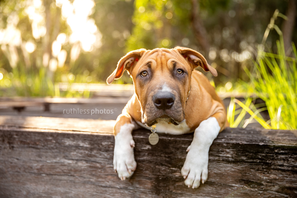 wrinkly red pit bull type puppy leaning over wooden beam in park at sunset