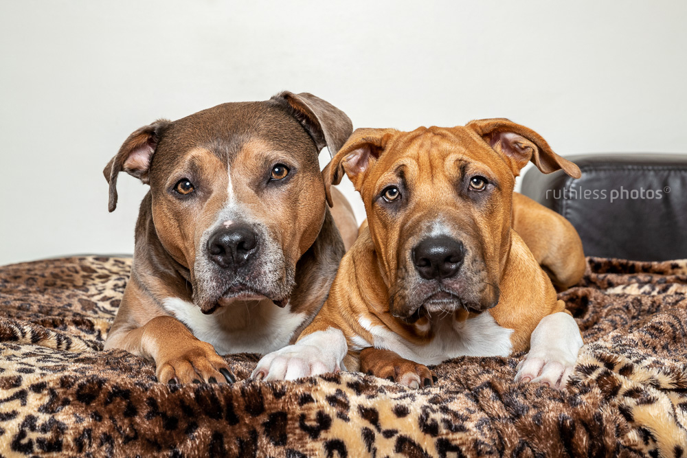 senior pit bull type dog with puppy on leopard blanket month four