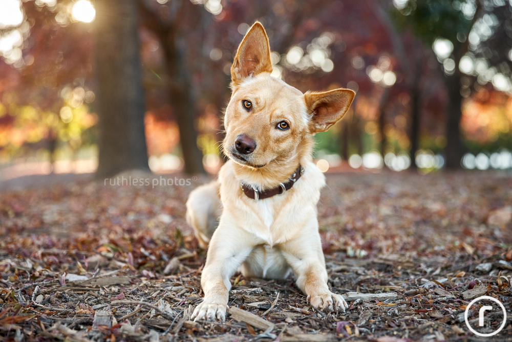 autumn dog photoshoot canberra