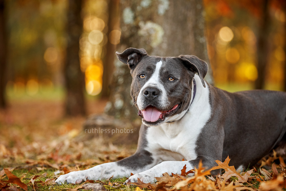 autumn dog photoshoot canberra