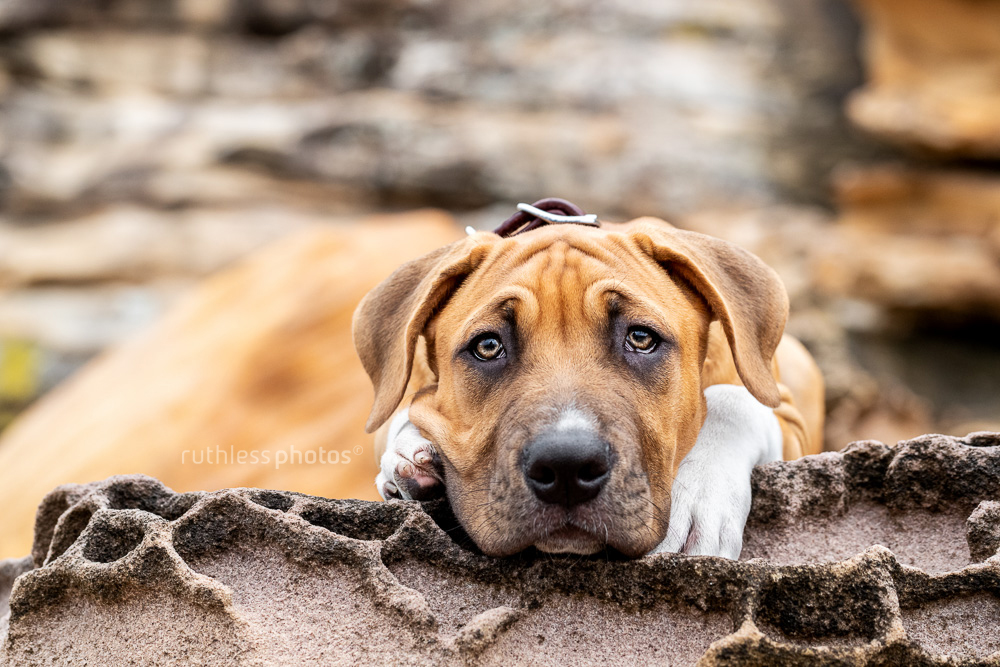 wrinkly red pit bull type puppy lying with head on paws on rocks