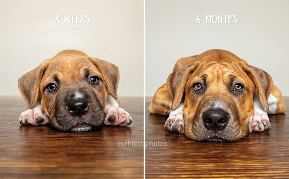 pit bull puppy 8 weeks vs 6 months