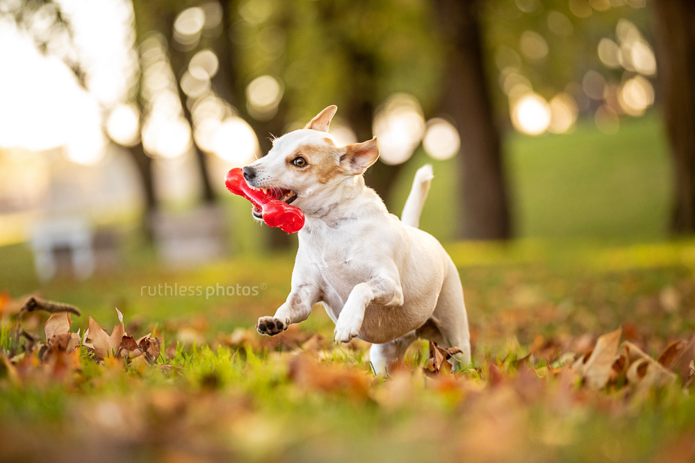 little white terrier dog running with red kong bone autumn