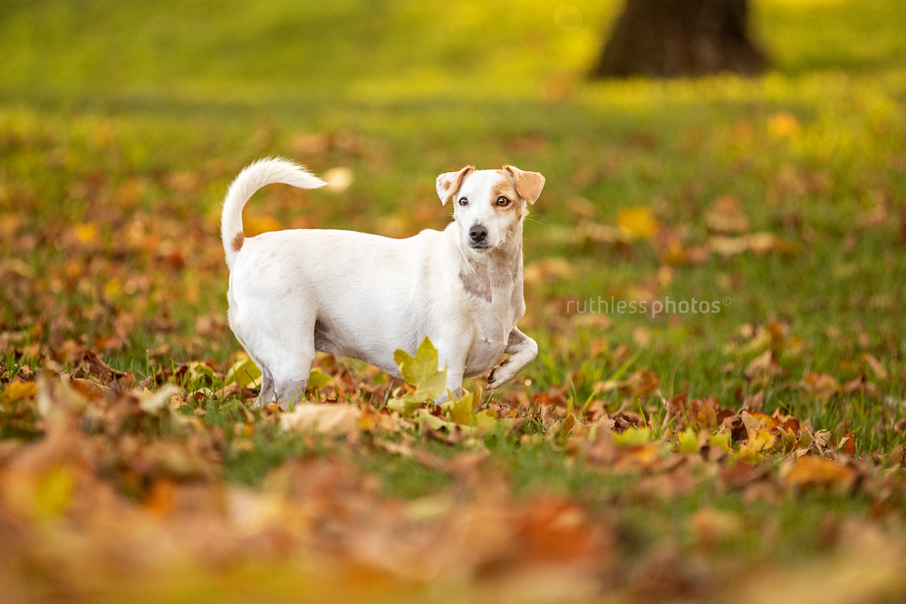 little white terrier dog standing in autumn leaves