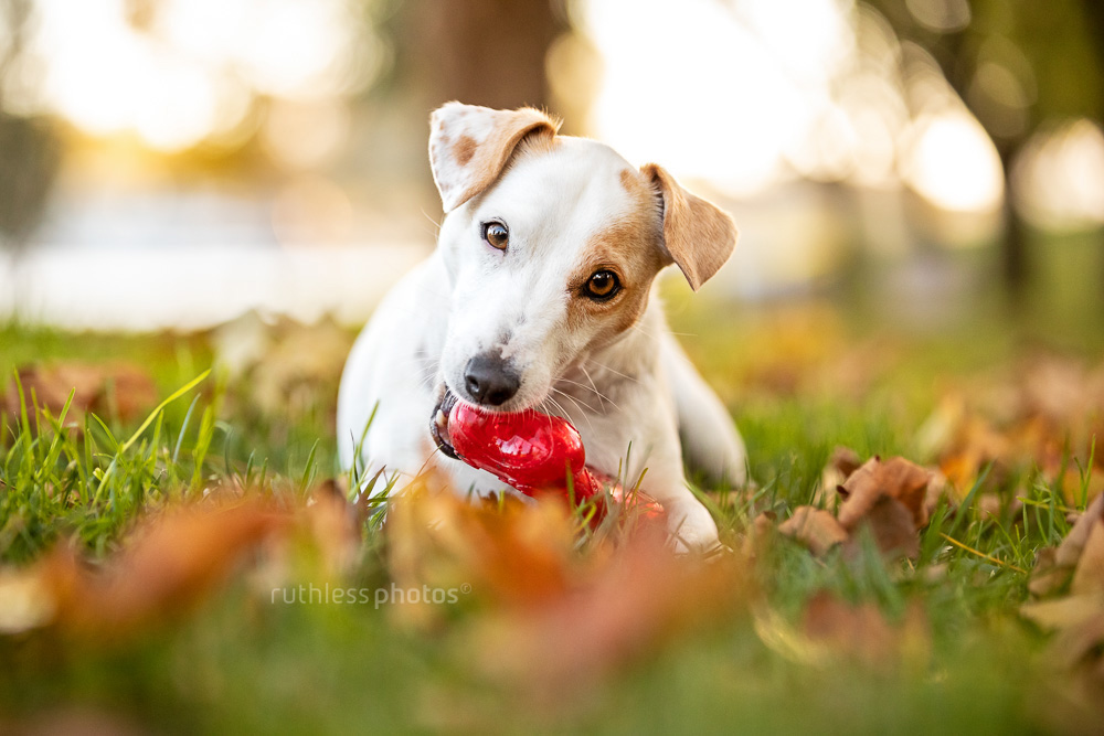 little white terrier dog chewing on red kong bone autumn leaves
