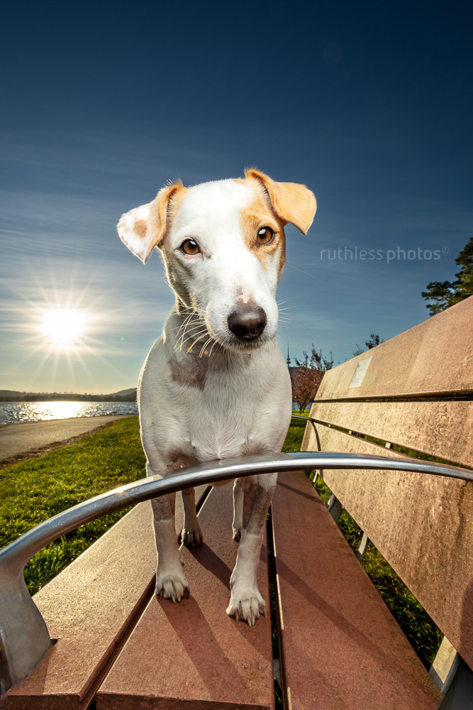 little white terrier mix dog standing on bench with OCF sunburst