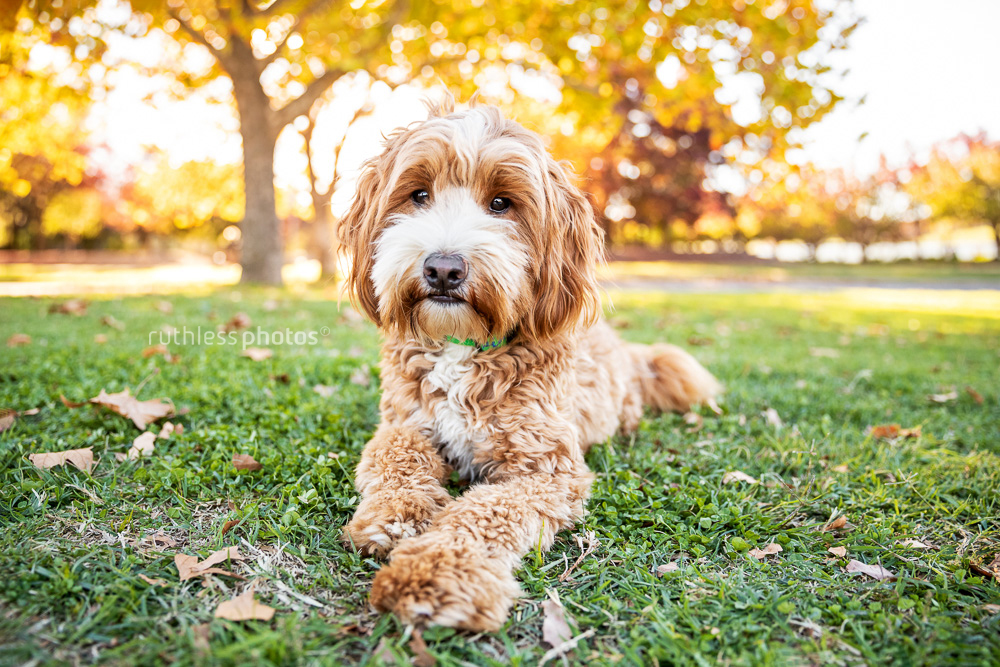 oodle lying on grass in autumn in Canberra