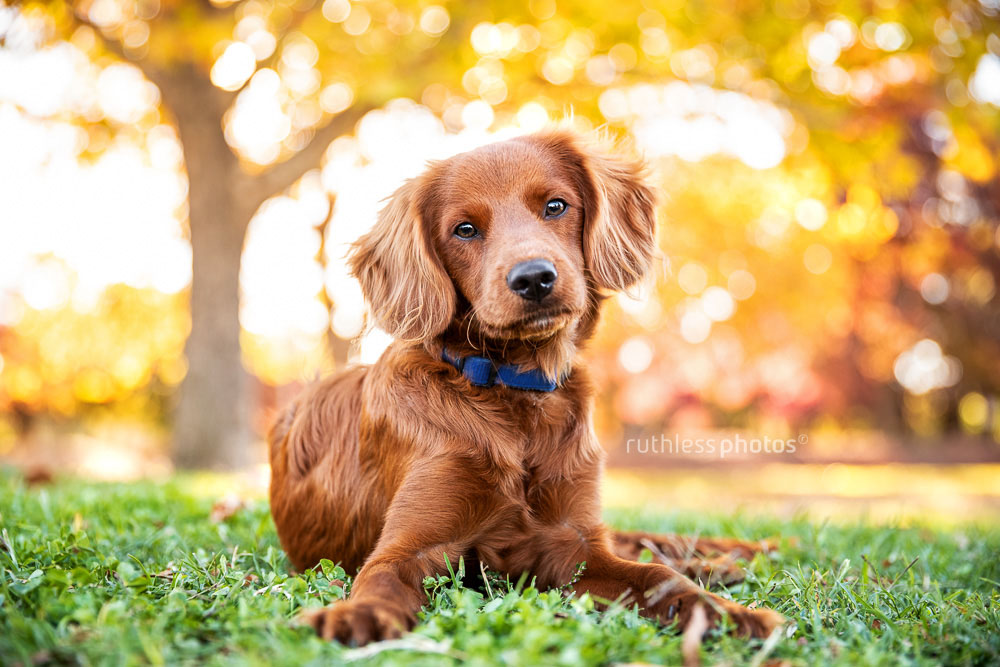 spaniel mix lying on grass in autumn in Canberra