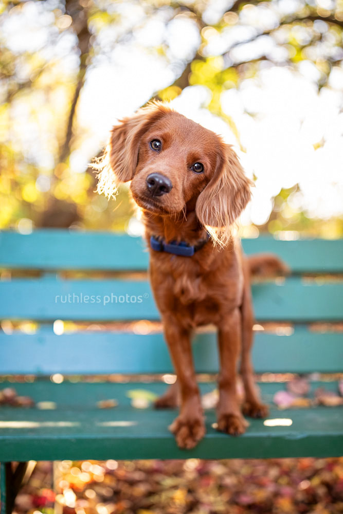 spaniel mix standing on green bench with head tilt in Canberra