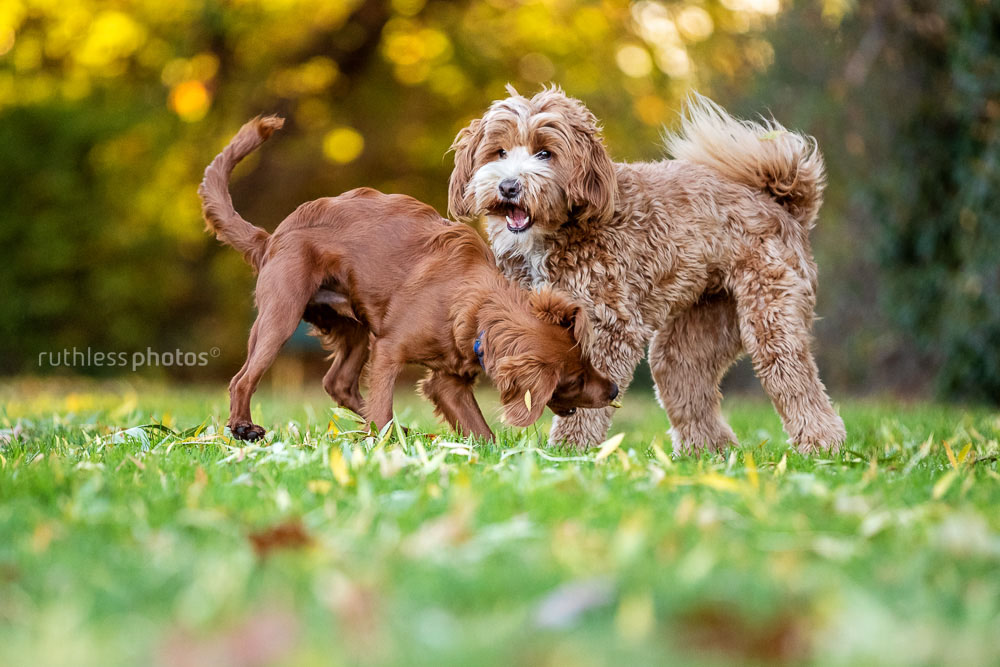 two dogs playing in park in autumn in canberra