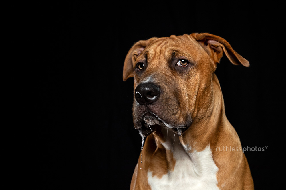 pit bull with big drool stringer against black backdrop giving eye contact
