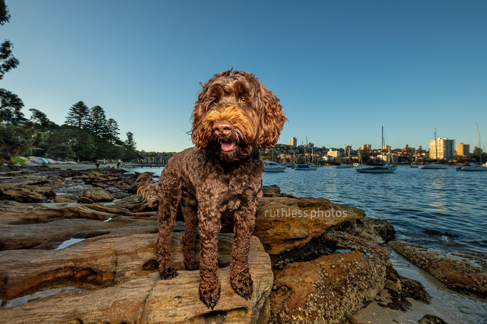 tamaruke labradoodle dog standing on rocks at the northern beaches