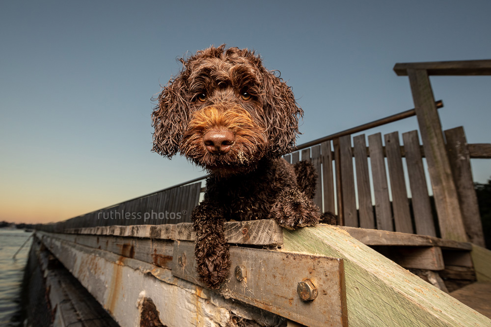 chocolate tamaruke labradoodle dog lying on wooden jetty