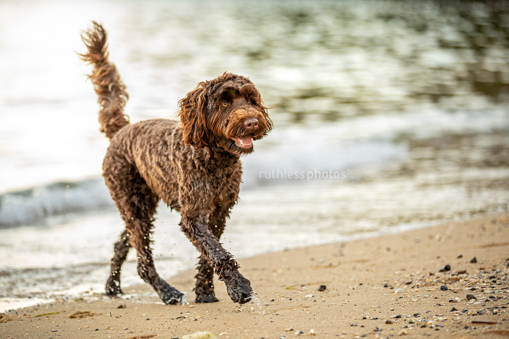 chocolate tamaruke labradoodle dog at waters edge at the northern beaches