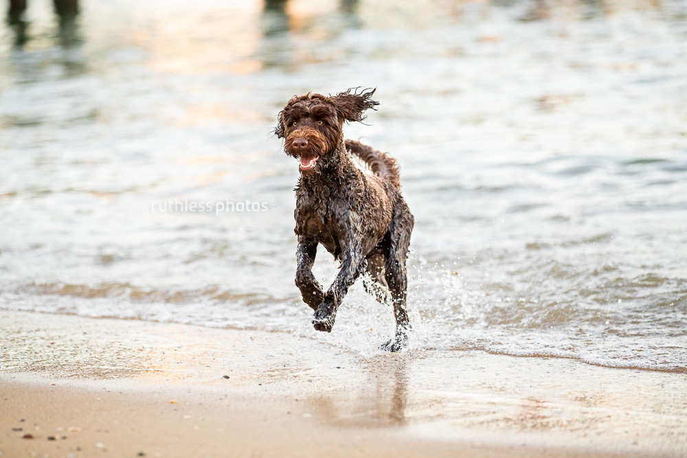 chocolate tamaruke labradoodle dog running out of the ocean at the northern beaches