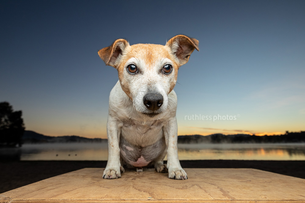 senior jack russell sitting in front of misty lake at sunrise
