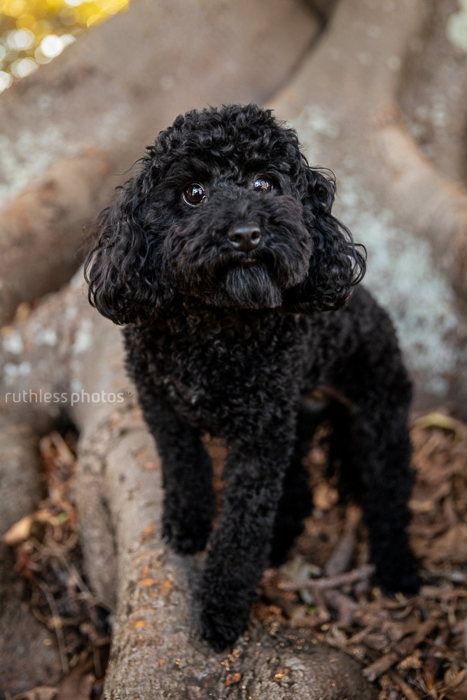 black oodle standing in tree roots