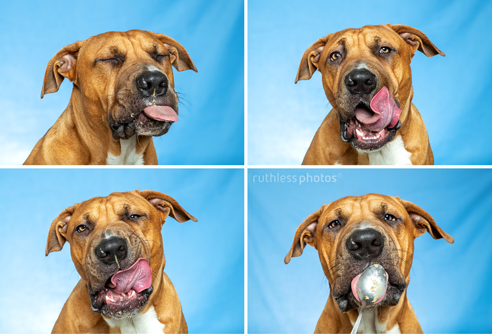 red pit bull type dog licking peanut butter against blue background