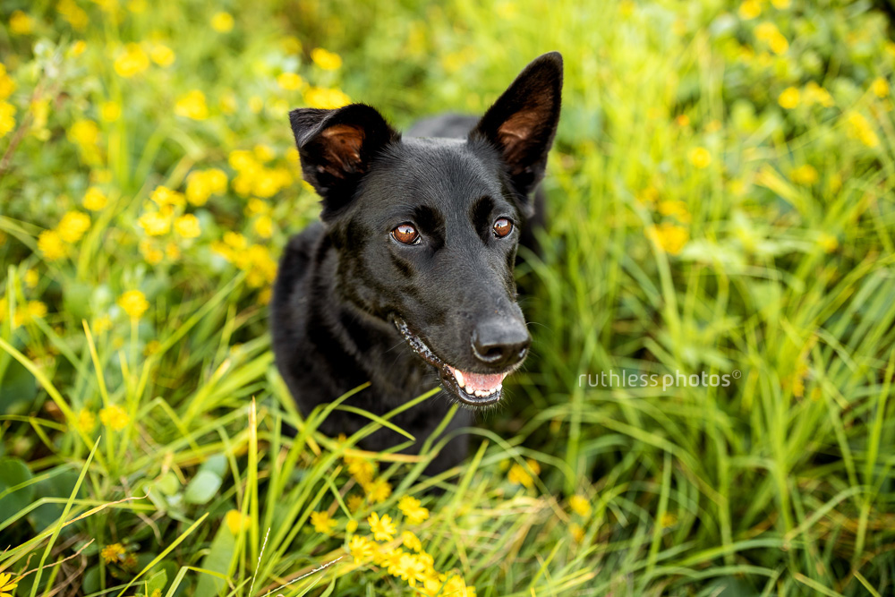black shepherd mix standing in long grass with yellow flowers