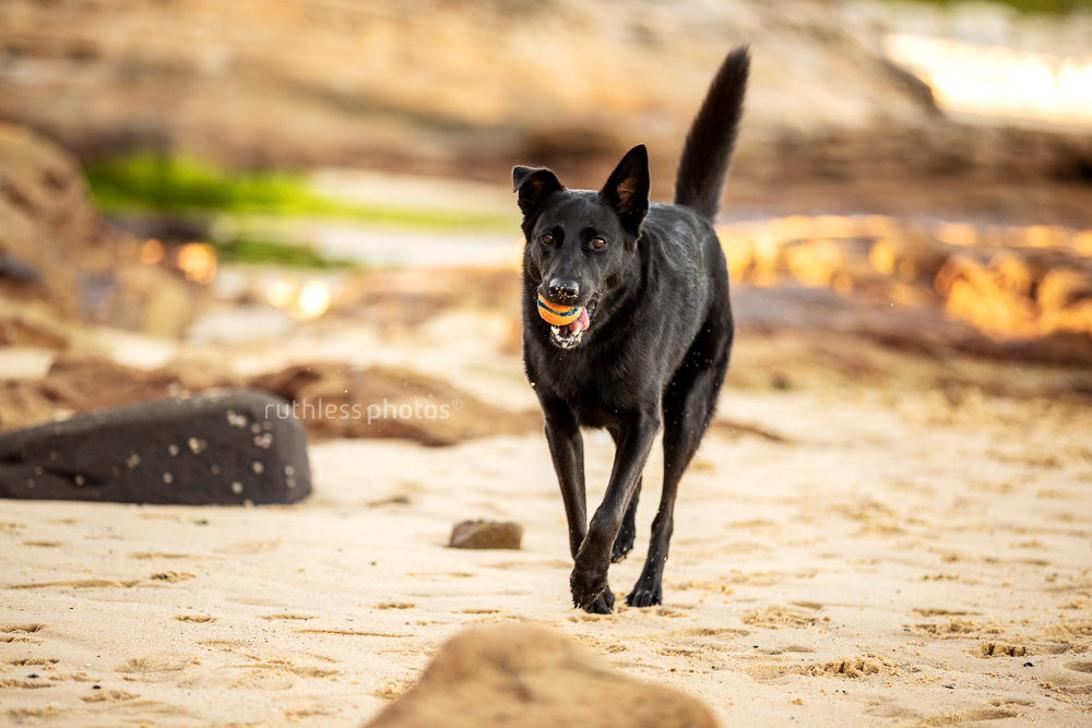 black shepherd mix dog running on beach with orange chuckit ball