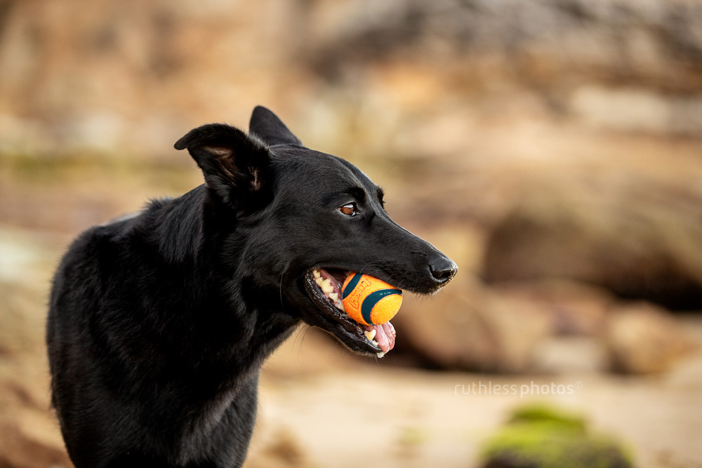 black shepherd mix dog at beach with orange chuckit ball in mouth