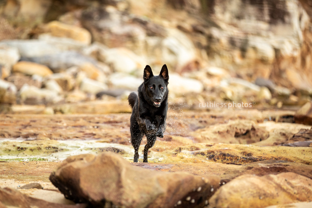black shepherd mix dog running across rocks at beach