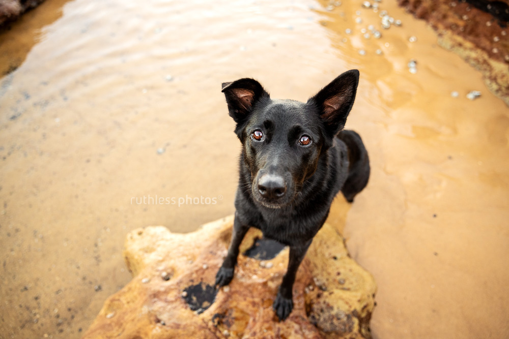 black shepherd mix standing in water with feet on rock looking up at camera