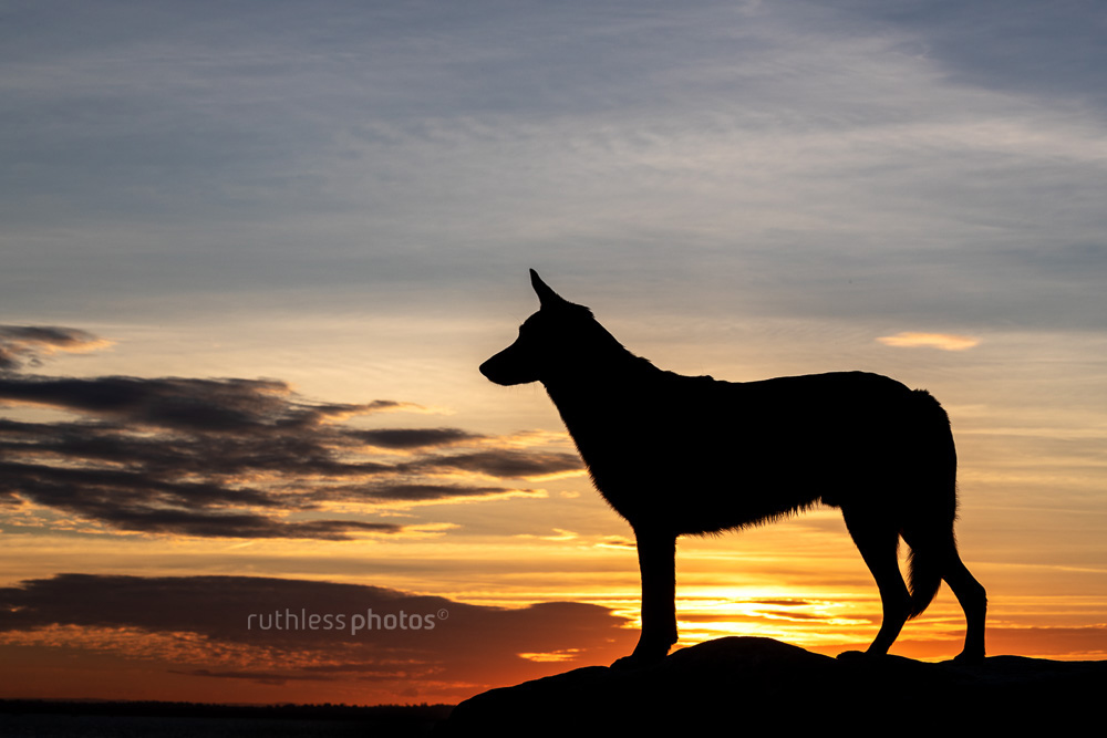 black shepherd mix standing on rock silhouette against sunset sky