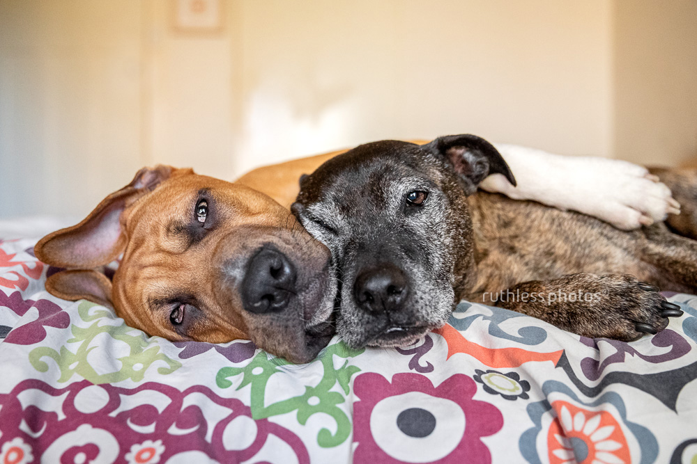 two pit bull type dogs lying on bed
